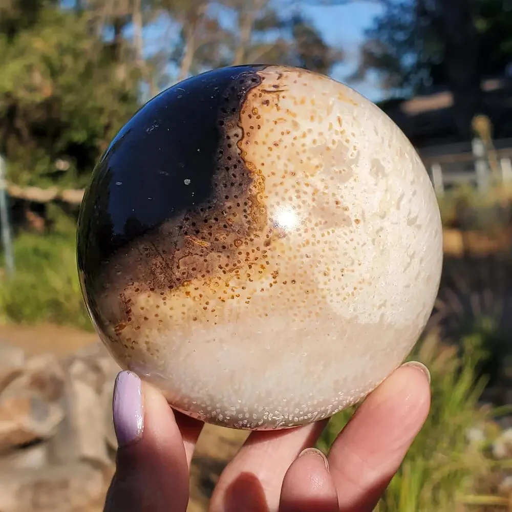 Large Petrified Palm Root Wood Fossil Crystal Sphere Indonesian 714 grams | 82mm